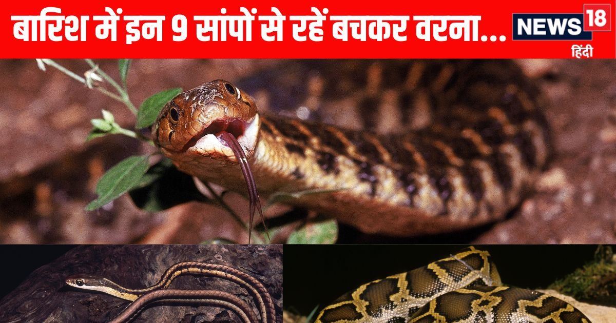 9 Snakes Active during Rainy Season: Avoid these 9 dangerous snakes in the rain
